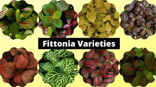 20 Most Beautiful Fittonia Varieties 2021  Nerve plant varieties [upl. by Patty]