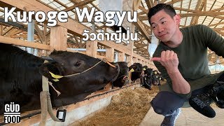 ฟาร์มวัวดำญี่ปุ่น Kuroge wagyu ที่เมือง Kagoshima  Japan [upl. by Airamat]