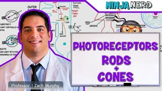 Special Senses  Photoreceptors  Rods and Cones [upl. by Meyers]