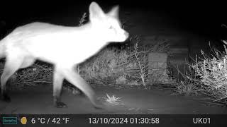 Fox Videos Only Edit GardePro A3 Trail Camera 1 of 2 Worcester England 1st To 14th October 2024 [upl. by Schuman21]