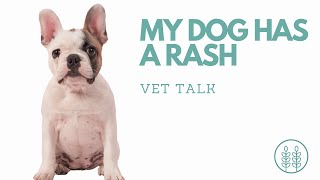 Q My dog has a rash │ Twin Trees Vet Talk FREE VET ADVICE PODCAST [upl. by Razaile]