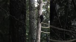 Woodpecker Pecking Tree Canada Nature nature birds birdsounds [upl. by Gerson]