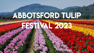 The Largest Tulip Festival 2023  Abbotsford [upl. by Solegna983]