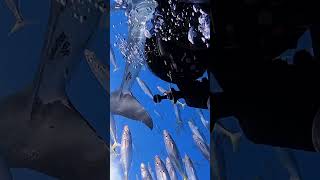 White Shark Predator in Action🦈🌊shorts youtubeshorts shortsfeed shortvideo viralvideo trending [upl. by Dorca]