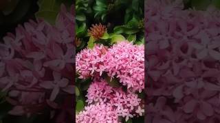 Ixora coccinea Plant pink mini idly poo nature garden plants flowers ytshorts shortsfeed [upl. by Chere]