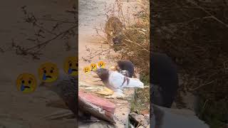 Cat catch the pigeon 🐦 pigeon pigeonwings kabootar catch cat shorts [upl. by Arednaxela600]