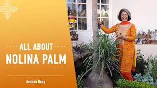 All About Nolina Palm  बेहद आसानी से उगने वाला पौधा नोलीना पाम [upl. by Eenaj]