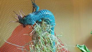 Abronia graminea feeding [upl. by Nerha219]