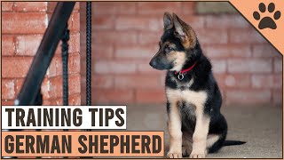 Best German Shepherd Puppy Training Tips  Dog World [upl. by Atsylak]