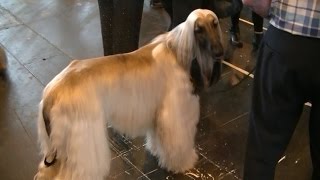 Afghan Hound in Crufts 2017 [upl. by Anilek]