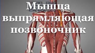 Мышца выпрямляющая позвоночник m erector spinae [upl. by Naitsirt]