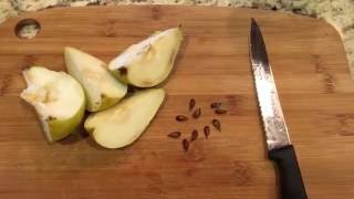 How To Grow Pear Trees From Seed Days 034 [upl. by Yee]