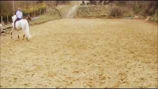 Dressage  Collected trot  levade  collected trot wmv [upl. by Innos]