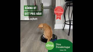 Kattförsäkring för livsnjutare  Dina Försäkringar 😻💚 [upl. by Cira]