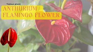 Ultimate ANTHURIUM PLANT CARE TIPS – INDOOR FLOWERING PLANT [upl. by Sophy]