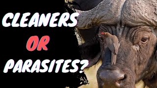 Oxpeckers  Cleaners or Parasites [upl. by Salman]