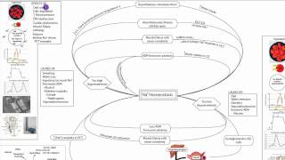 Sodium Homeostasis Part 1 [upl. by Svend]