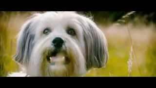 Pudsey The Dog The Movie Teaser Trailer Vertigo Films HD [upl. by Assyle986]