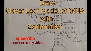 How to draw tRNA Clover Leaf Model of tRNA tRNA Diagram with Explanation [upl. by Einahc]