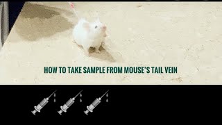 How to use a mouse restrainer to take blood samples from the tail vein mouse invivo blood [upl. by Nnaeirrac89]