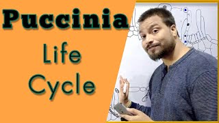 Puccinia graminis Life cycle [upl. by Nolyag]