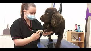 The Short Smooth groom on a Cocker Spaniel [upl. by Nart]