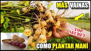 Como Cultivar Cachuates en Casa Como sembrar Mani super facil Como Plantar Cacahuates el zaceta [upl. by Aviva]