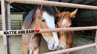 Whose Your Favorite Foal  Natties New Friend [upl. by Farlay763]