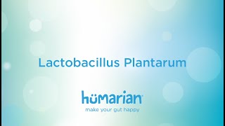 Lactobacillus Plantarum [upl. by Eibber]