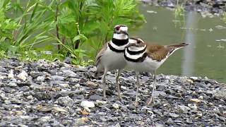 Killdeer Mating on Governors Island NY [upl. by Yeldar]