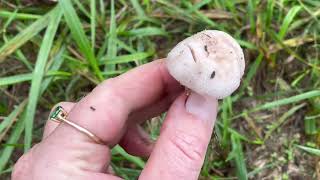 🍄‍🟫Fall mushrooms how to find and identify champignonsfield mushroomsnaturemushroomingforaging [upl. by Nadine]