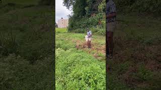 Golfer Hilariously Falls Into Muddy Ditch While Attempting to Cross it  1516281 [upl. by Ajnin]