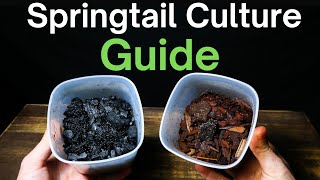 How To Make a Springtail Culture  Simple amp Easy Method [upl. by Animlehliw297]