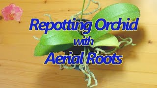 Repotting a Phalaenopsis orchid with aerial roots [upl. by Wendel]