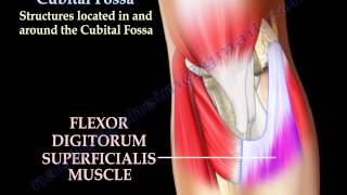 Anatomy Of The Cubital Fossa  Everything You Need To Know  Dr Nabil Ebraheim [upl. by Gallagher]