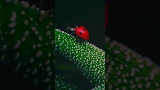 Red Ladybird in morning climbing up a leaf nature wildl ladybird leaf red vivid bug HA45372 [upl. by Garda]