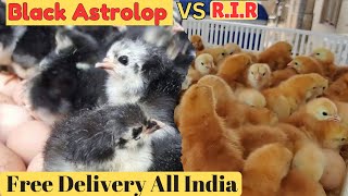 Best Egg Laying Chicken Breeds In India RIR Black Australorp Chicks All India Delivery [upl. by Ramey253]