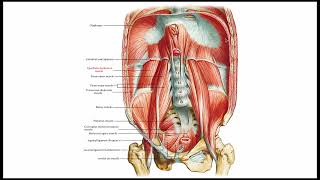 Diaphragm Anatomy amp Clinical Significance [upl. by Gisella]