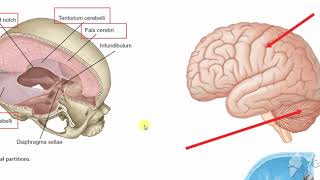 Tentorium cerebelli [upl. by Dyane]