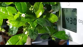 Timelapse carmona macrophylla bonsai [upl. by Lida]