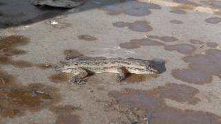 Hemidactylus frenatus Common House Gecko  Gecko casero común Video 02 [upl. by Bloem]