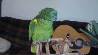 Blue fronted amazon parrot  Wheeler talking [upl. by Eillor]