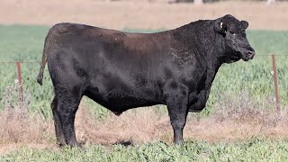 Lot 100 EVT22T593 Peakes Bowen 2024 [upl. by Flss]