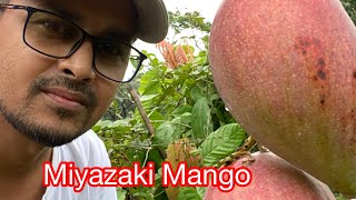 Miyazaki Mango [upl. by Coraline]