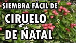 Ciruelo de Natal Carissa macrocarpa [upl. by Aihsenad791]