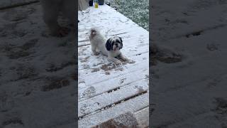 Yummy snow ❄️ more of the first snowfall nico snowfall shihtzu wintersday [upl. by Rovaert]