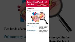 Types of blood🩸 vessels with functions biologybloodvesselszoology [upl. by Arakaj]