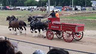 part 3 of All lady I think Clydesdale team [upl. by Naig943]