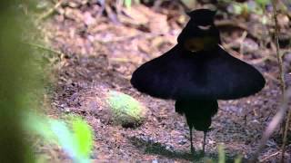 BBC Planet Earth  Birds of Paradise mating dance [upl. by Charleton409]