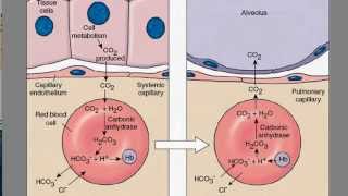 Carbon Dioxide Transport [upl. by Mode]